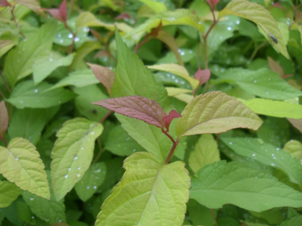 Spiraea japonica Goldflame